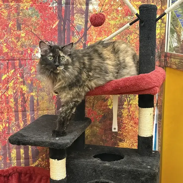 Cat care and boarding at K9 Rox Club